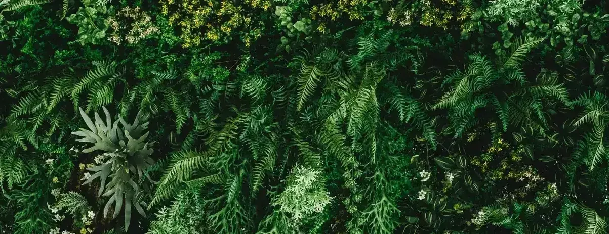 Dense green plant wall with ferns and yellow blooms